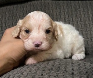 Cavapoo Puppy for sale in JEFFERSONVILLE, IN, USA