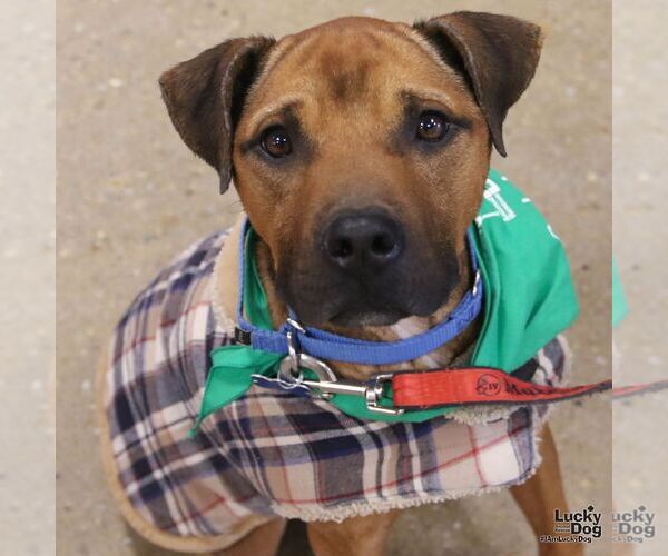 Medium Photo #3 Mutt Puppy For Sale in Washington, DC, USA