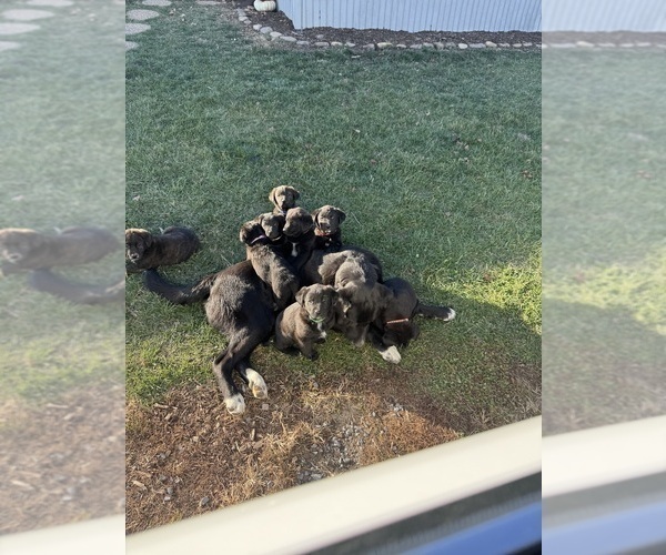 Medium Photo #3 Bernese Mountain Dog-Golden Labrador Mix Puppy For Sale in DAYTON, VA, USA