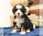 Small #2 Bernedoodle (Miniature)