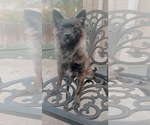 Small Photo #1 German Spitz-Pomeranian Mix Puppy For Sale in NAMPA, ID, USA