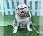Small Bulldog