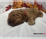 Puppy RED Collar Golden Retriever