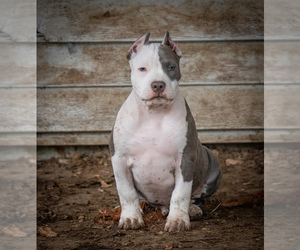 American Bully Puppy for Sale in MILWAUKEE, Wisconsin USA