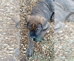 Small #4 Doberman Pinscher