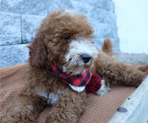 Poodle (Miniature) Puppy for sale in HONEY BROOK, PA, USA