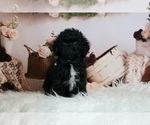 Small Photo #2 Poodle (Miniature) Puppy For Sale in WARSAW, IN, USA
