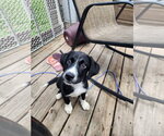 Small #1 Siberian Husky Mix
