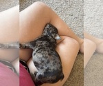 Puppy Leo French Bulldog