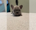 Puppy 2 French Bulldog