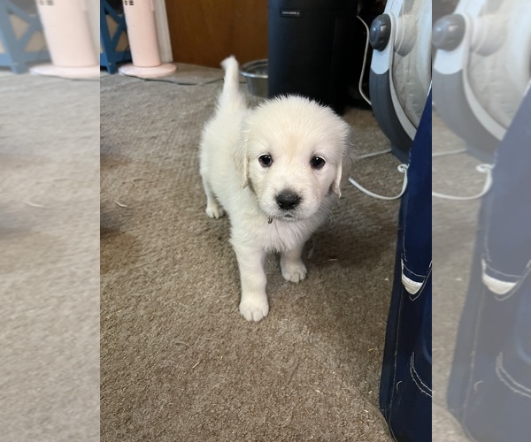 Medium Photo #11 Golden Retriever Puppy For Sale in WILTON, CA, USA