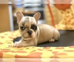 Small #10 French Bulldog
