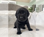 Small Photo #32 Labrador Retriever Puppy For Sale in NEW HOLLAND, PA, USA