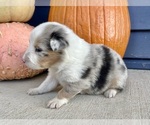 Small #6 Australian Shepherd