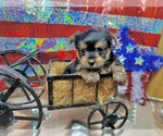 Image preview for Ad Listing. Nickname: Taz