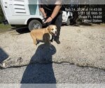 Small Photo #1 Mutt Puppy For Sale in Ocala, FL, USA