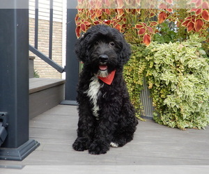 Sheepadoodle Puppy for sale in MILLERSBURG, OH, USA