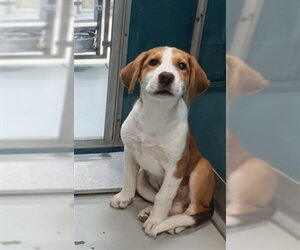 Mutt Dogs for adoption in Oklahoma City, OK, USA