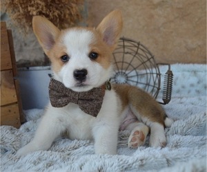 Pembroke Welsh Corgi Puppy for sale in HONEY BROOK, PA, USA