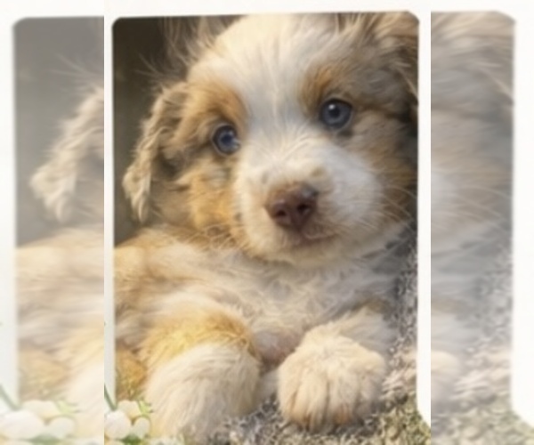 Medium Photo #1 Miniature Australian Shepherd Puppy For Sale in ESCALON, CA, USA