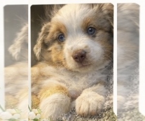 Miniature Australian Shepherd Puppy for Sale in ESCALON, California USA