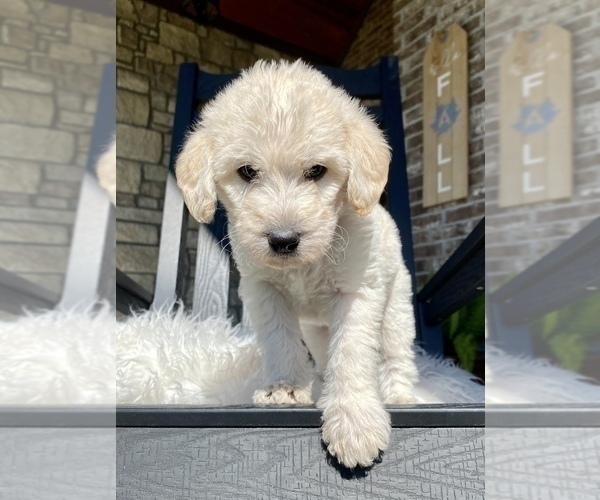 Medium Photo #12 Labradoodle Puppy For Sale in TAHLEQUAH, OK, USA
