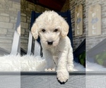 Small #11 Labradoodle