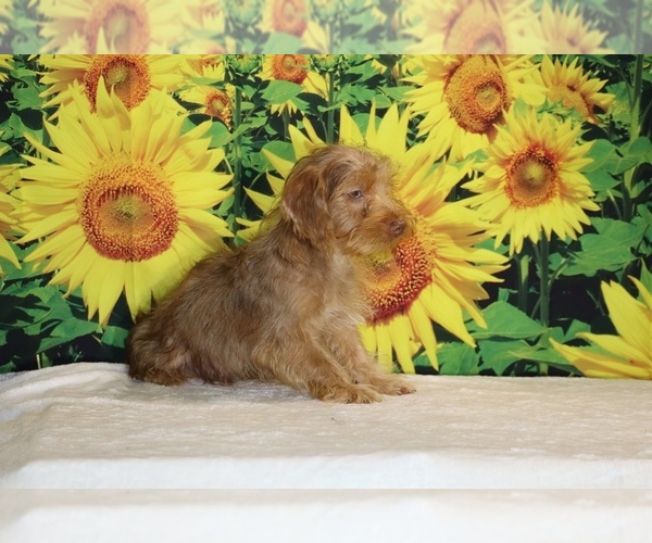 Medium Photo #23 Yorkiepoo mix (+ Poodle Toy) Puppy For Sale in DYERSBURG, TN, USA