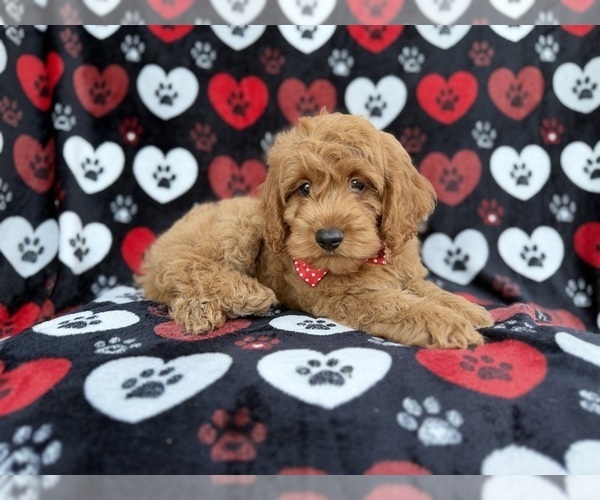 Medium Photo #5 Cock-A-Poo Puppy For Sale in LAKELAND, FL, USA