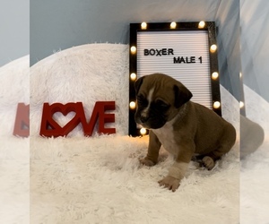 Boxer Puppy for sale in EDWARDSBURG, MI, USA