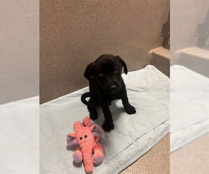 Australian Kelpie-Unknown Mix Dogs for adoption in Rancho Cucamonga, CA, USA
