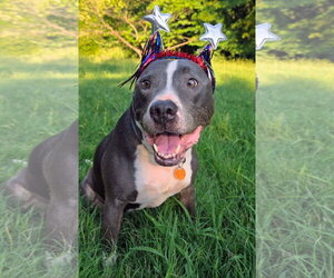 Bruno - Male Mutt Dog for Adoption - Photo #4