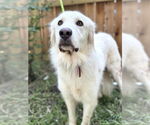 Small #2 Great Pyrenees