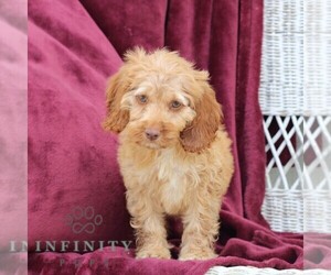 Cockapoo Puppy for sale in NEWVILLE, PA, USA