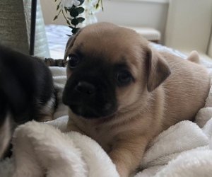 American Lo-Sze Pugg-Pomeranian Mix Puppy for sale in BELL CANYON, CA, USA