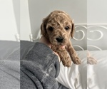 Small Photo #6 Goldendoodle (Miniature) Puppy For Sale in MEDFORD, MA, USA