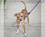 Small #3 Italian Greyhuahua