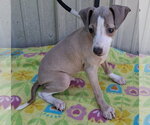 Small #3 Italian Greyhound