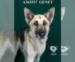 Small German Shepherd Dog