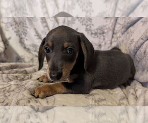 Dachshund Puppy for sale in REPUBLIC, MO, USA