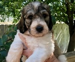 Small Photo #2 Pyredoodle Puppy For Sale in GEORGETOWN, TX, USA