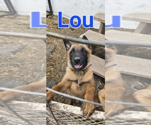 Belgian Malinois Puppy for sale in HOYT, KS, USA