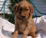 Small #7 Golden Retriever