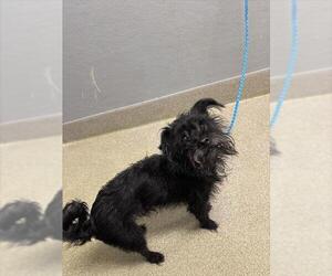 Mutt Dogs for adoption in Las Vegas, NV, USA