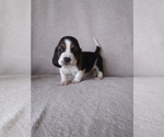 Puppy 5 Basset Hound