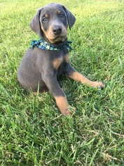 Doberman Pinscher Puppy for sale in THOMASVILLE, NC, USA