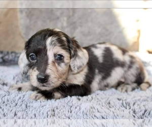 Dachshund Puppy for sale in CUYAHOGA FALLS, OH, USA