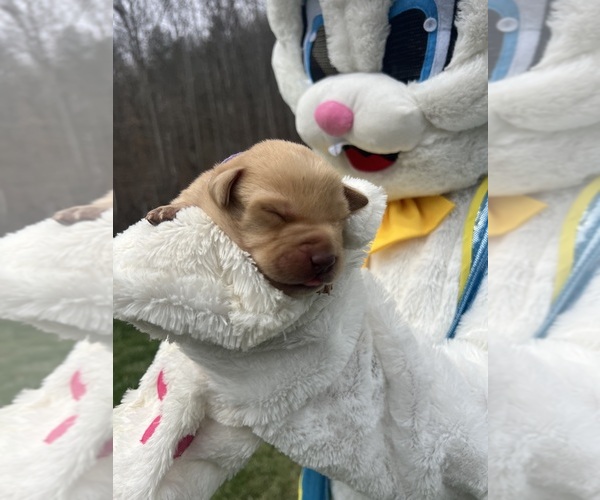 Medium Photo #9 Labrador Retriever Puppy For Sale in NEOLA, WV, USA