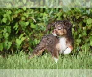 Miniature Australian Shepherd Puppy for sale in PALM COAST, FL, USA