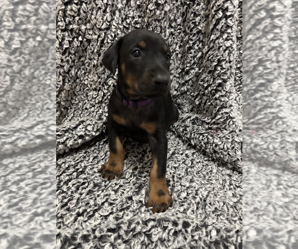 Medium Photo #3 Doberman Pinscher Puppy For Sale in WESTON, WI, USA